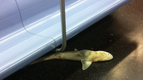 shark